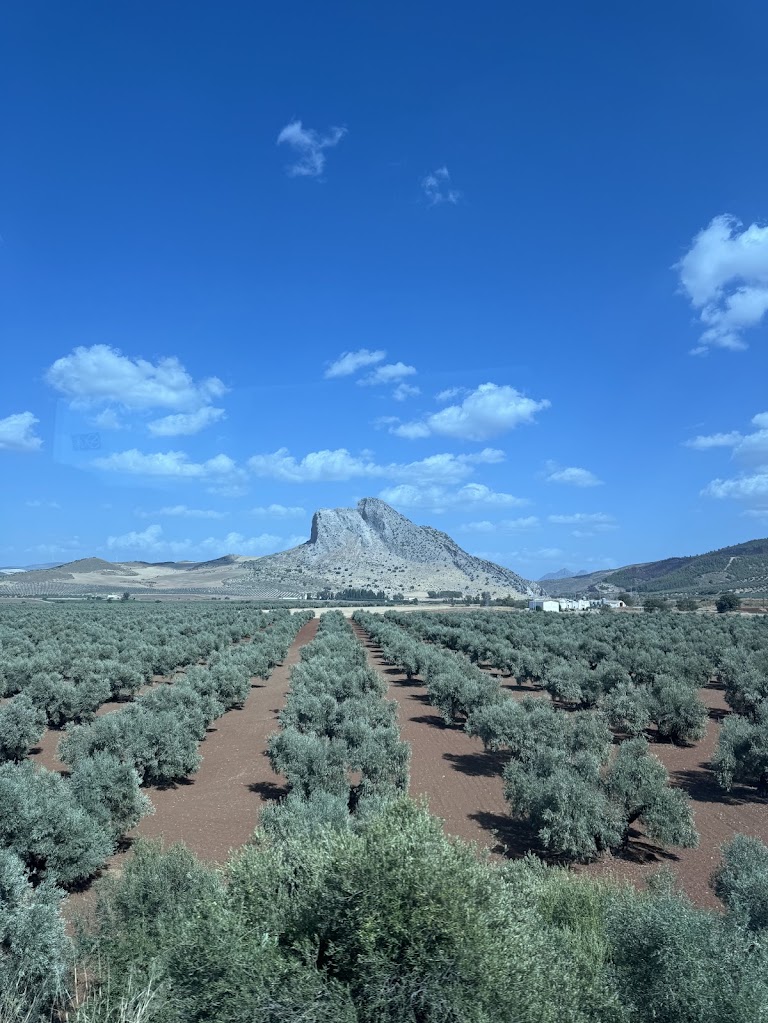 Landschaft, Klima & Olivenöl – Spaniens grüne (und trockene) Seele